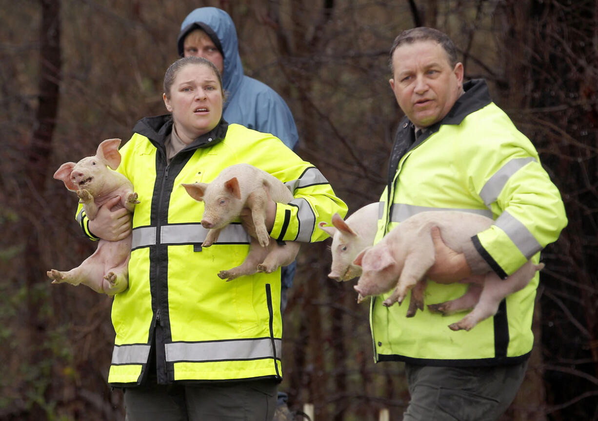 Animal control officers hold rescued pigs from an overturned truck on Tuesday in Raleigh, N.C. Authorities say the tractor-trailer carrying more than 2,000 piglets overturned Tuesday on Interstate 40 south of downtown Raleigh, causing damage that triggered traffic problems for hours.