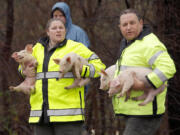 Animal control officers hold rescued pigs from an overturned truck on Tuesday in Raleigh, N.C. Authorities say the tractor-trailer carrying more than 2,000 piglets overturned Tuesday on Interstate 40 south of downtown Raleigh, causing damage that triggered traffic problems for hours.