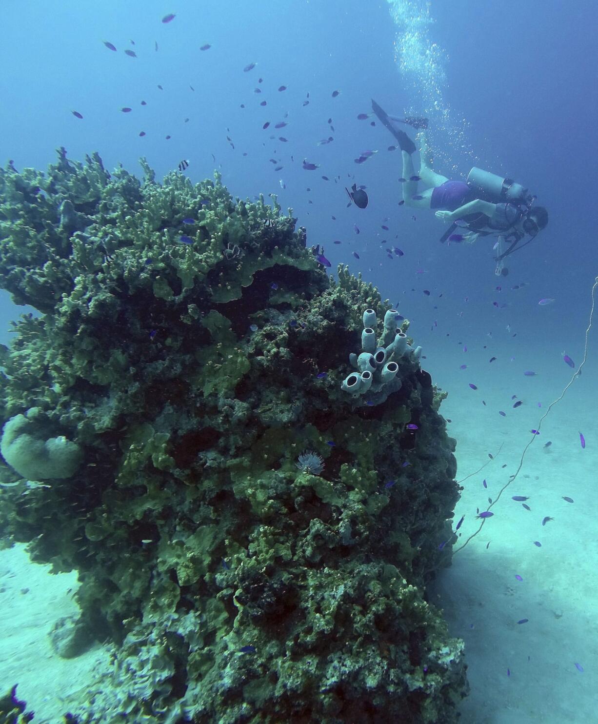 Diving in the Marshall Islands caters to all levels of skills from novice like this 20-foot wreck dive to more complicated dives on World War ll ship wrecks using mixed gas.