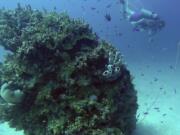 Diving in the Marshall Islands caters to all levels of skills from novice like this 20-foot wreck dive to more complicated dives on World War ll ship wrecks using mixed gas.