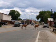 Deer cross the street Aug. 6 in downtown Saratoga, Wyo. Deer often browse on shrubbery and mangle chain-link fences as they leap from yard to yard.