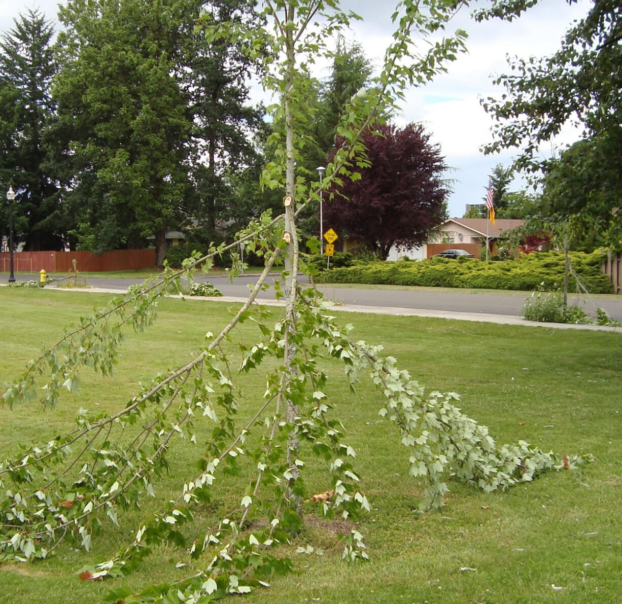 Trees in Kiwanis Park in Battle Ground were hacked up by an apparent vandal Wednesday.