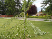 Trees in Kiwanis Park in Battle Ground were hacked up by an apparent vandal Wednesday.