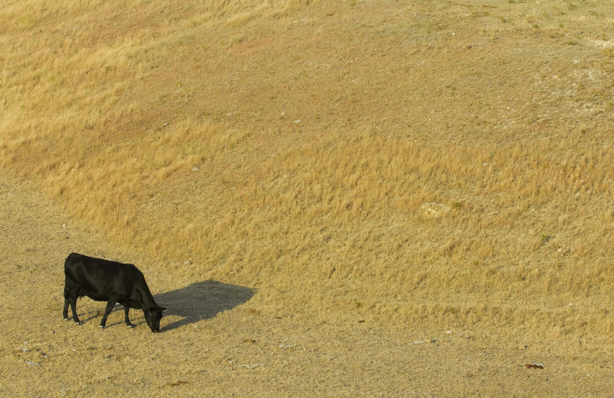 A cow looks for something to eat July 6 as it grazes in a dry pasture southwest of Hays, Kan.