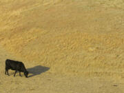 A cow looks for something to eat July 6 as it grazes in a dry pasture southwest of Hays, Kan.