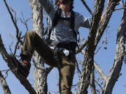 Ethan Welty, co-founder of the urban foraging website fallingfruit.org, climbs a tree May 4 looking for edible fruit at a public park in Boulder, Colo.