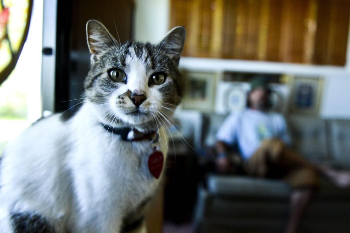 The well-traveled cat named &quot;Mata Hairi&quot; will soon be reunited with her owner after spending nearly 10 months traveling thousands of miles with a hitchhiker, Michael King, who rescued her from the rain.