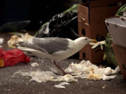 A seagull picks at a plastic glove amid trash in a downtown Seattle alleyway Tuesday.