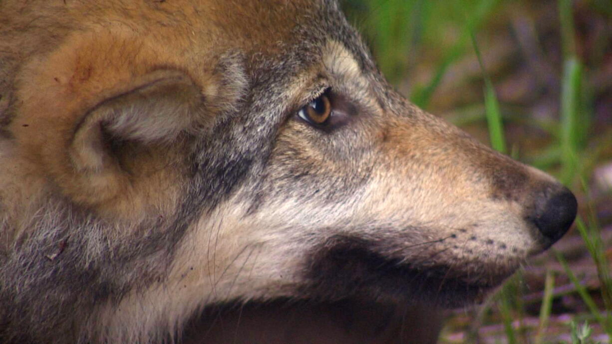 KING 5 Seattle
A tranquilized gray wolf from the Wedge Pack of wolves is seen near Colville, where it was captured and released by state biologists July 16. It and seven others, believed to be the entire pack, were shot and killed in a September hunt overseen by the state Dept. of Fish and Wildlife.