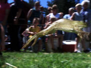 Woodland Planters Days' events include the 45th Annual Frog Jump.