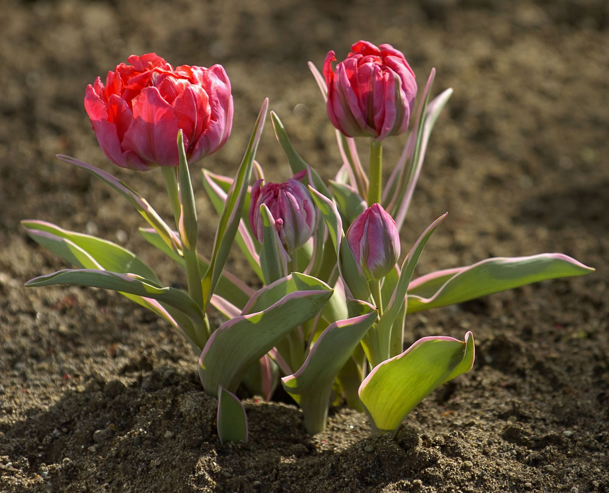 The Eternal Flame is an example of a double early tulip, which can resemble peonies with a multitude of petals.