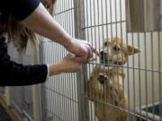 Clark County commissioners once again appear to be moving toward agreeing to a contract with the Humane Society for Southwest Washington for housing stray animals.