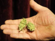 A Portland medical marijuana patient shows buds of cannabis in this 2009 photo.