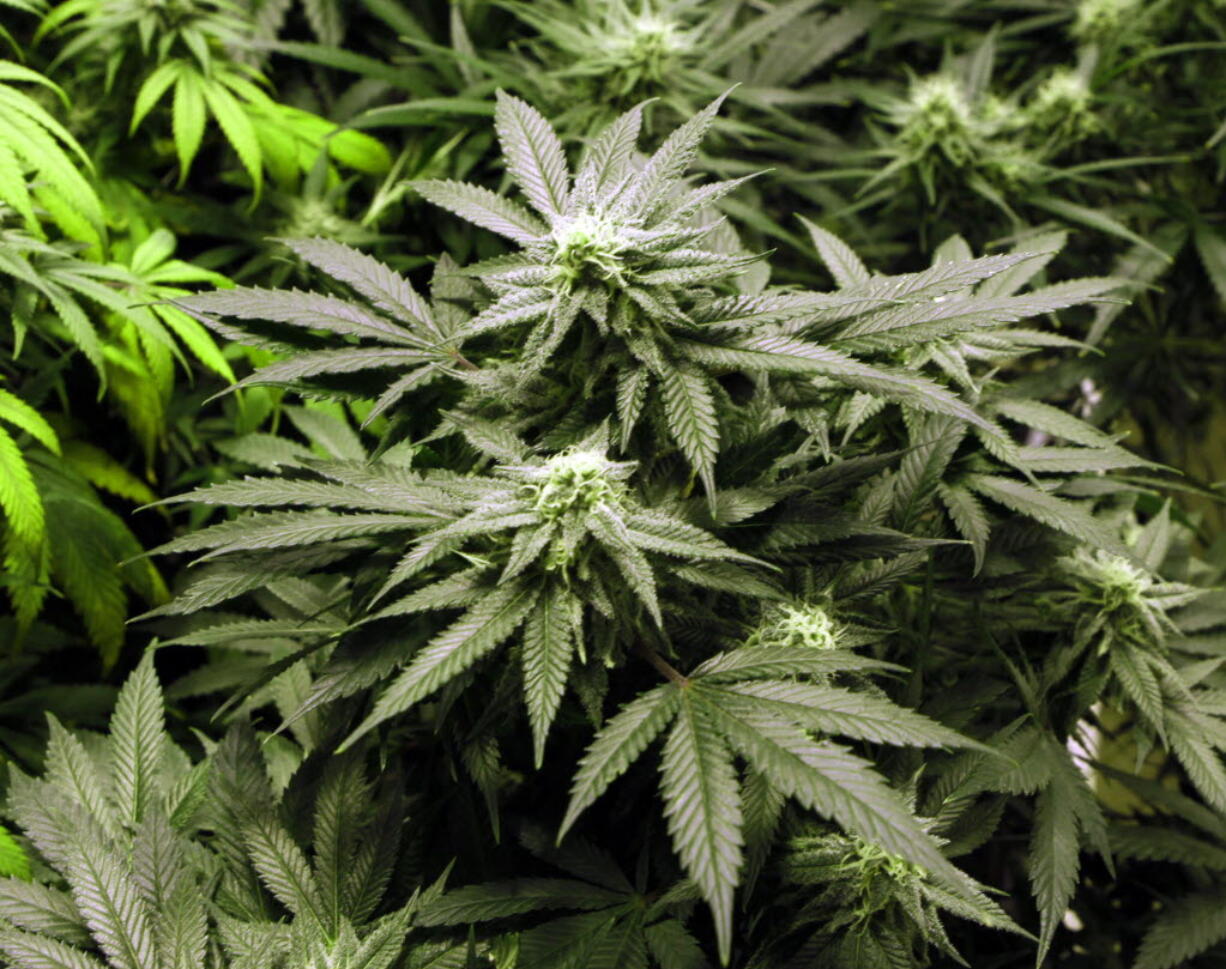 The Woodland City Council is split on whether to sunset a temporary moratorium on collective marijuana gardens and allow them within specifically zoned areas of the city.