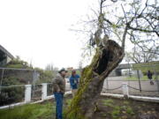 National Park Service orchardist Laurie Thompson and local farmer Joe Beaudoin worked on another round of grafting on the Old Apple Tree in April 2011.