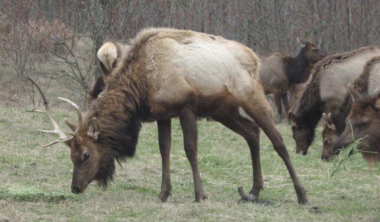 This bull elk with a deformed right hind hoof was being fed in December 2015 at Eco Park Resort, a private park 24 miles up the Toutle River in Cowlitz County.