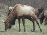 This bull elk with a deformed right hind hoof was being fed in December 2015 at Eco Park Resort, a private park 24 miles up the Toutle River in Cowlitz County.