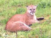 A cougar wounded in a car accident Friday morning, April 5, lies near Interstate 5 in the Woodland area.