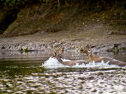 Blacktail bucks lose their wariness and fight with each other during the breeding period in late October and early November.