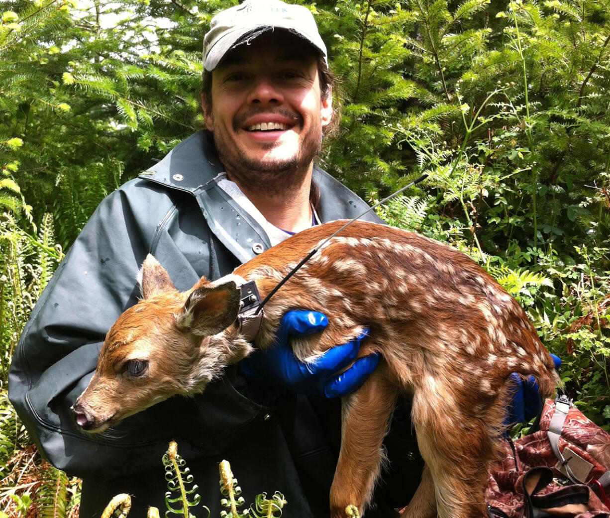 State biologist Eric Holman holds a fawn that was part of the blacktail deer study.