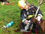 A Vancouver firefighter administers oxygen to a dog rescued from a house fire Friday morning.