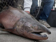 The Columbia's River Hanford Reach in central Washington is known for producing some gargantuan fall chinook.