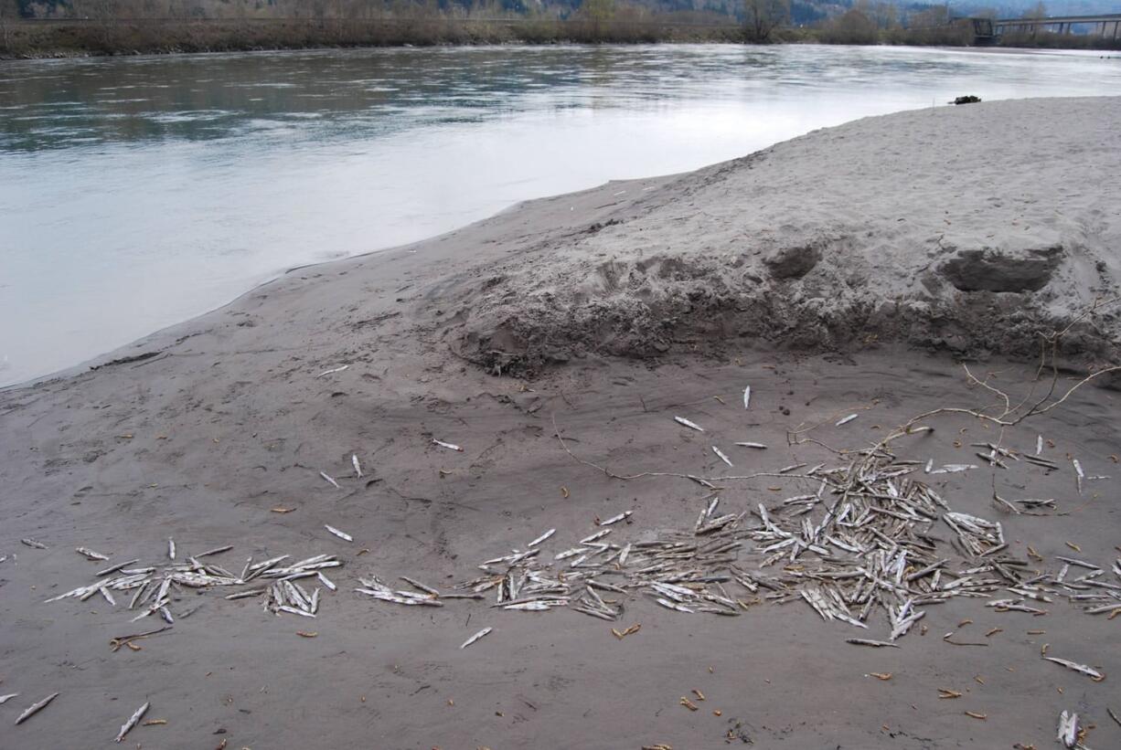 Dead smelt littered the beach at Gerhart Gardens Park along the lower Cowlitz River.