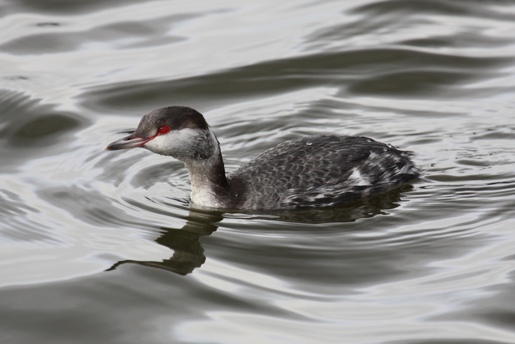 Horned Grebe