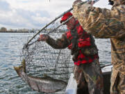 Joe Hymer, left, nets a spring chinook salmon from the Columbia River for Wil Morrison.