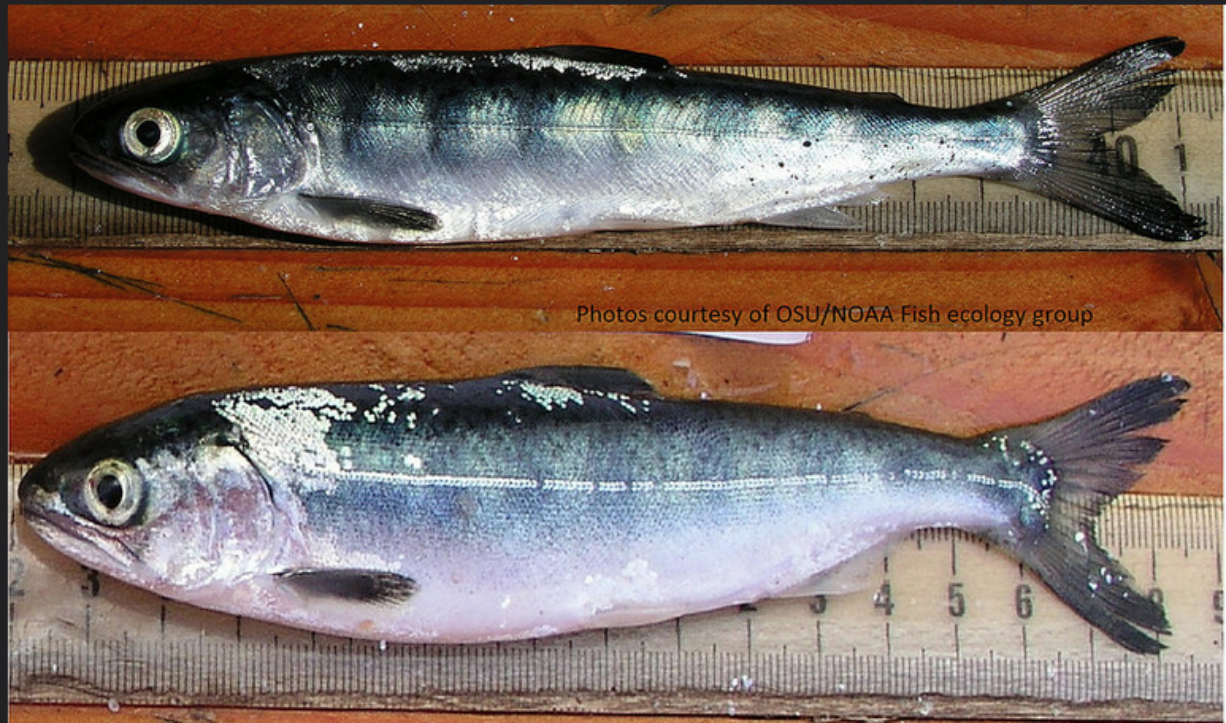 The top juvenile chinook was in the ocean during warm water conditions, while the lower salmon reared during cold water and attained a better growth rate.