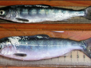 The top juvenile chinook was in the ocean during warm water conditions, while the lower salmon reared during cold water and attained a better growth rate.