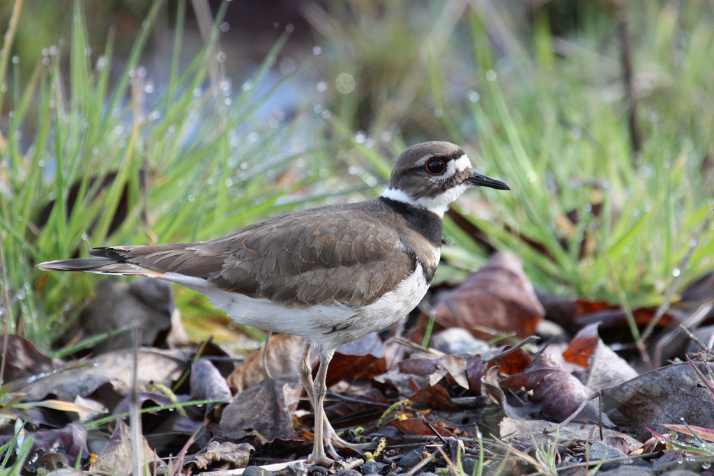 Killdeer