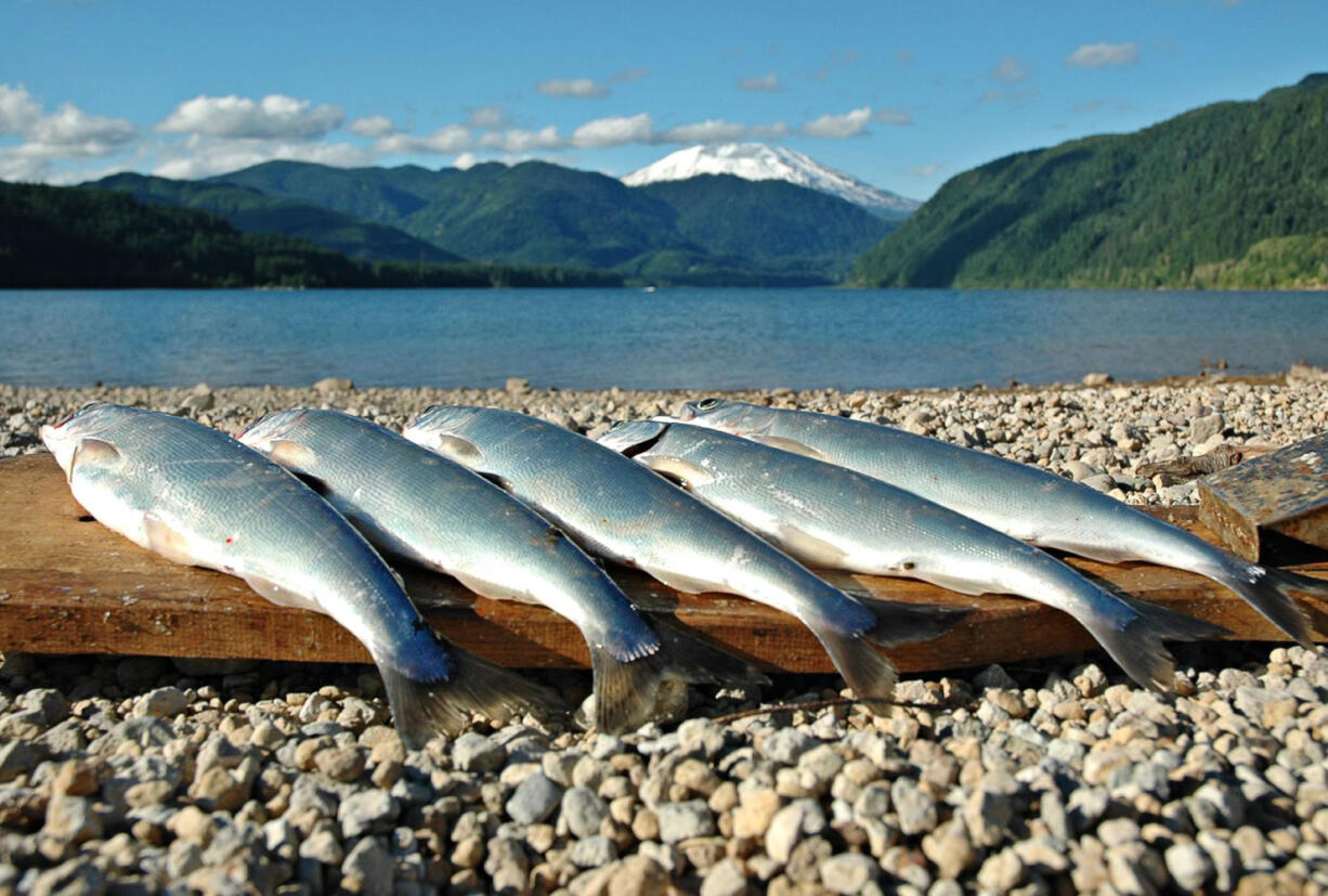 Yale Reservoir on the North Fork of the Lewis River has been yielding lots of kokanee averaging 10 to 11 inches this summer.