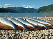 Yale Reservoir on the North Fork of the Lewis River has been yielding lots of kokanee averaging 10 to 11 inches this summer.