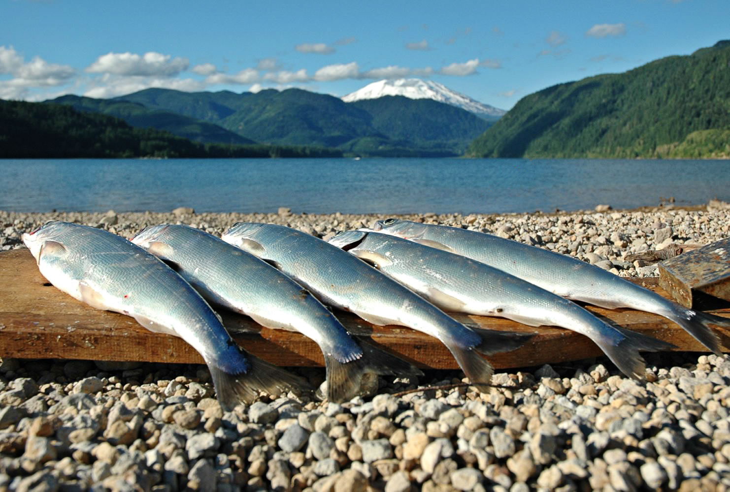 59 Kokanee ideas  fish, fishing rigs, kokanee salmon
