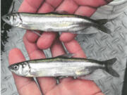 A pair of longfin smelt found in the lower Cowlitz River.