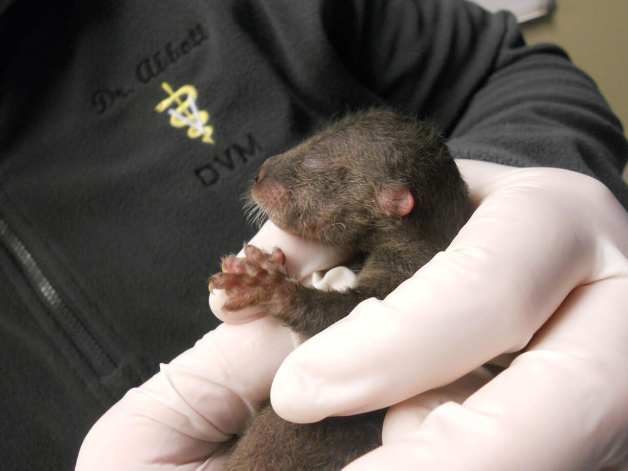 Oregon Zoo veterinarian Dr. Kris Abbott examines a baby river otter born last week to Tilly.