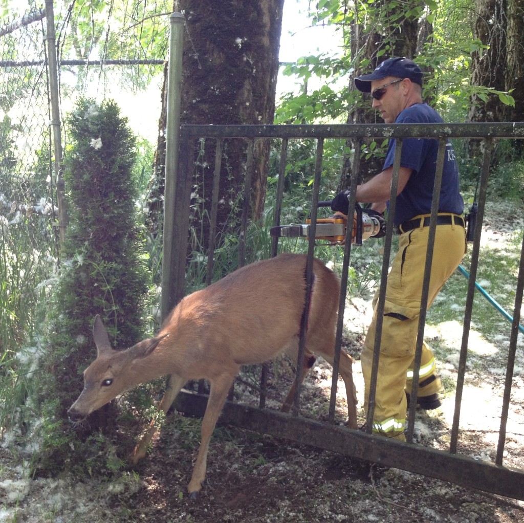 Fire department uses Jaws of Life to rescue moose stuck on fence