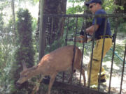 Firefighter-paramedic Dave Bridges uses the Jaws of Life to free a deer that got wedged between the metal bars of a gate in Ridgefield.