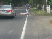 A pig fell out of a truck, blocking traffic on Washougal River Road for about an hour and a half Wednesday morning.