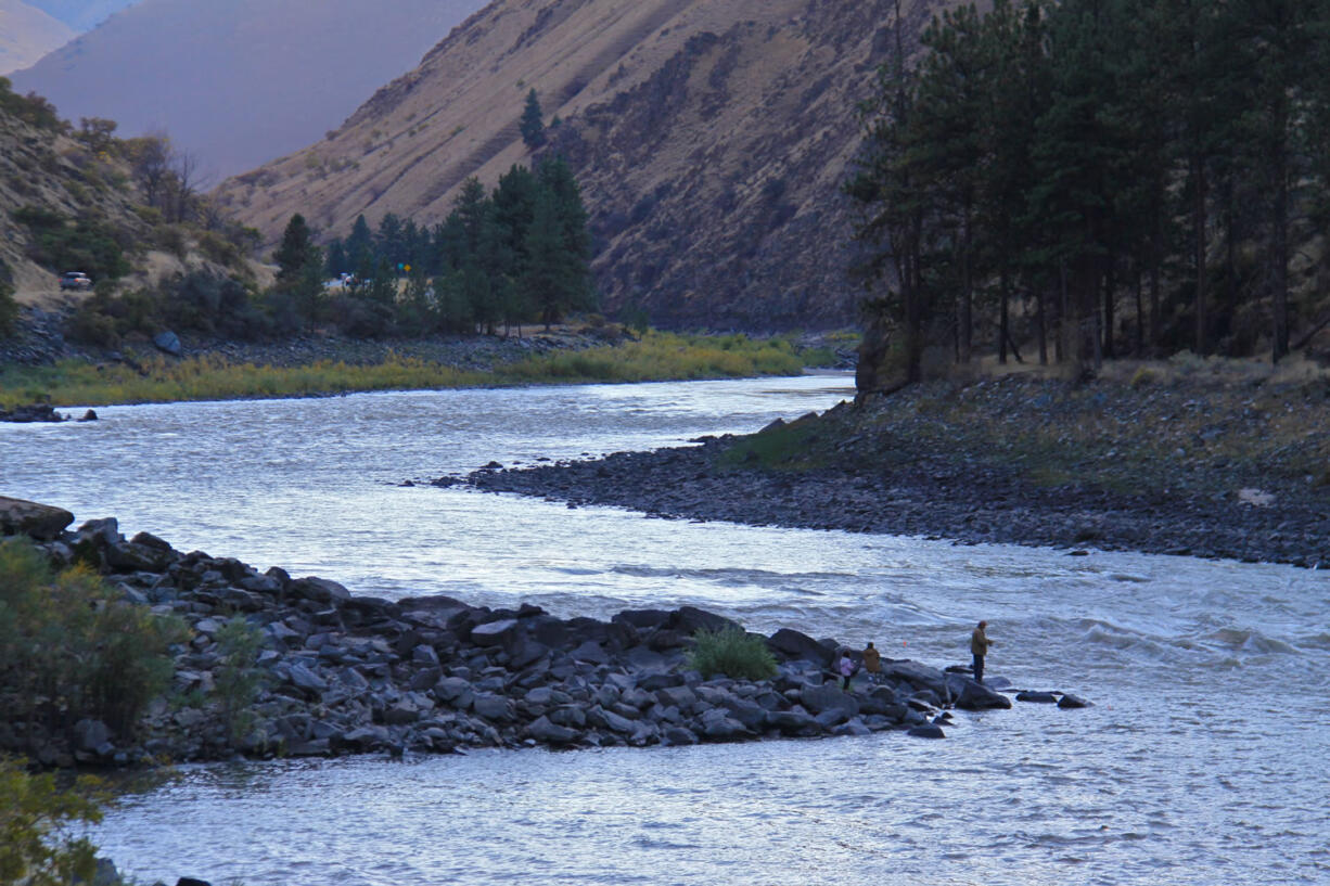 It's a long journey for summer steelhead to reach the Salmon River in central Idaho.