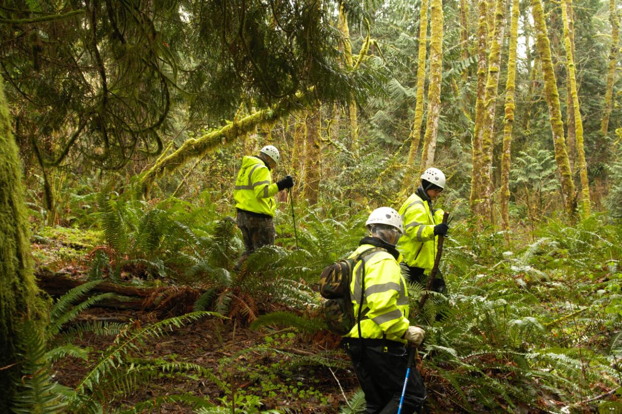 Searchers comb a wooded area in Cowlitz County where human remains were found over the weekend.