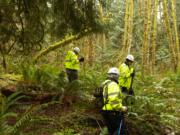 Searchers comb a wooded area in Cowlitz County where human remains were found over the weekend.