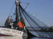 Purse seines, being tested here near Cathlamet, are expected to become the main method of commercial salmon fishing in the main stem of the lower Columbia River.