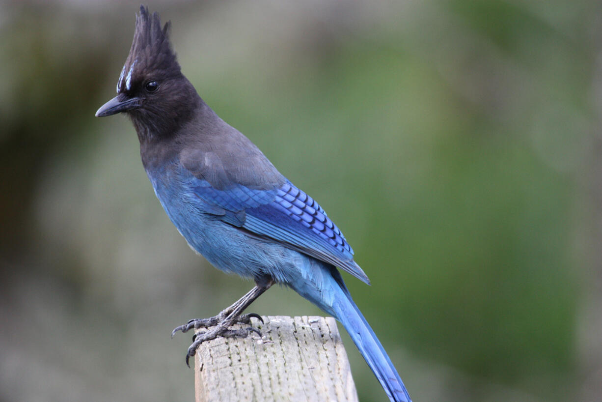 Stellar Jay