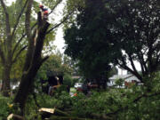 Alex Martinez of 4A's Tree Services cuts a damaged tree with a chain saw this morning.