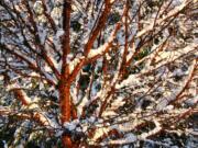 Robb Rosser
Snowfall creates a magical moment in the branches of the Tibetan Cherry tree.