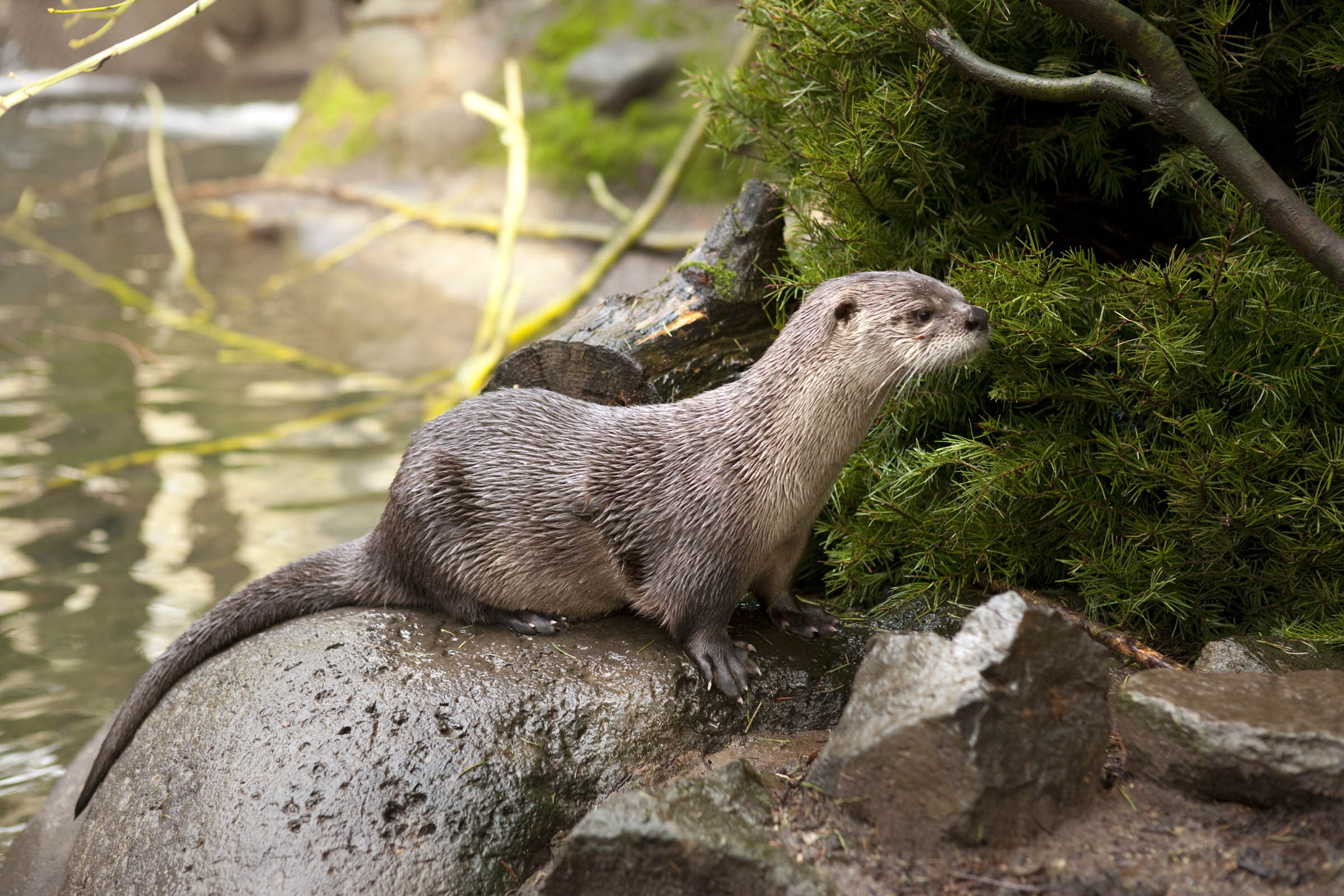 Tilly, a North American river otter found orphaned near Johnson Creek in 2009, recently gave birth to a male pup -- the first river otter to be born at the Oregon Zoo.