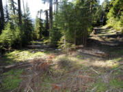 Part of a  network of roads, with berms and logs to prevent easy access to exploratory drilling sites in the area where the Ascot Mining Company wants to do more exploratory drilling above the Green River and on the border of the Mt. St Helens National Volcanic Monument near Randall on Oct.