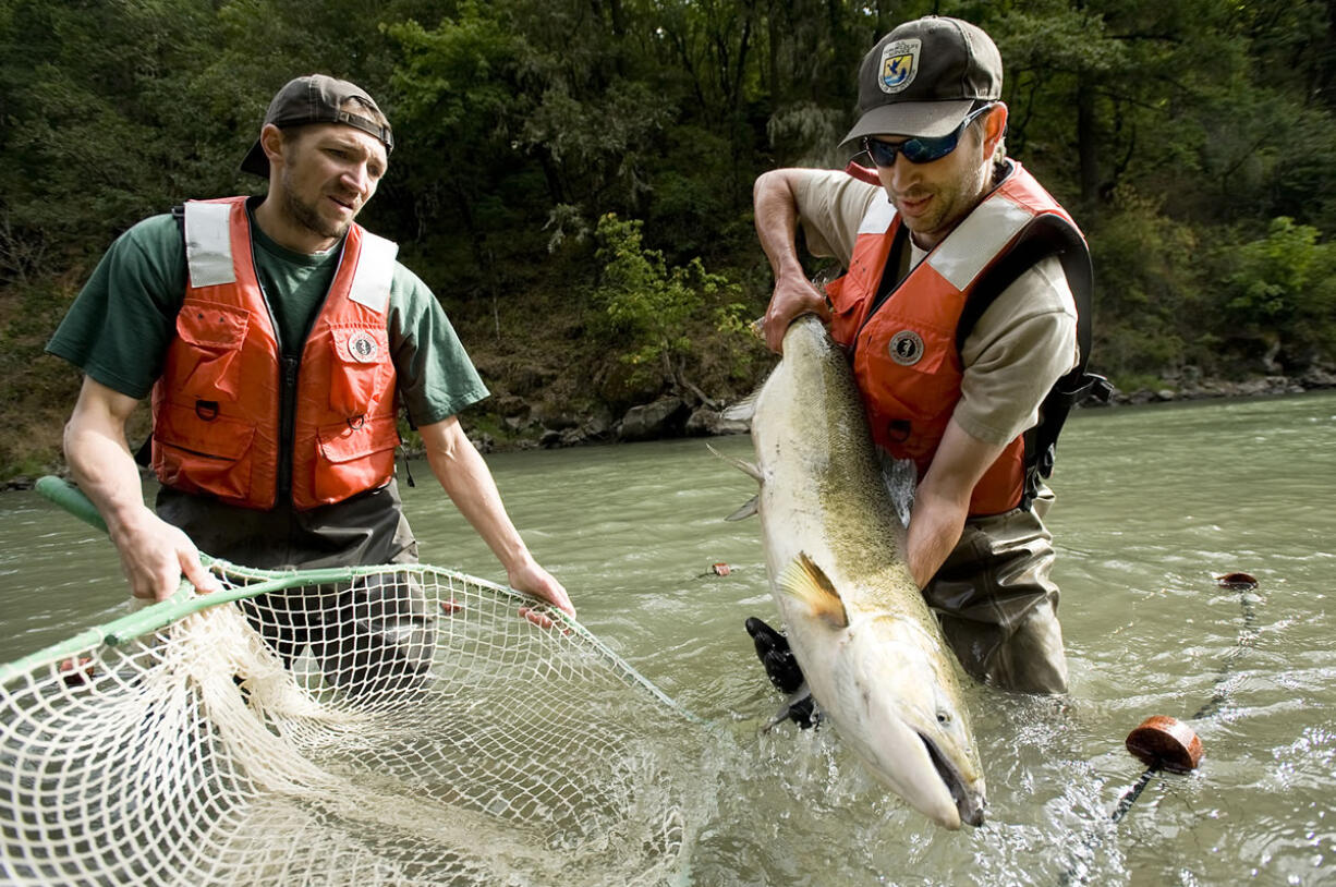 U.S. Fish and Wildlife Service workers pull a tule fall chinook salmon from a seine in the lower White Salmon River in September 2011.